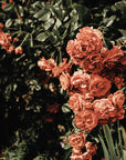Duftkerze Rosenrot - 250 g