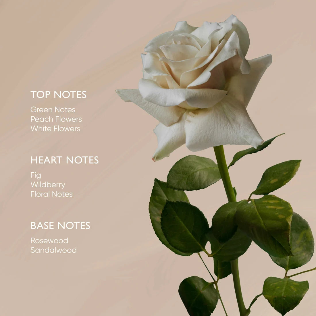 Rose Body Oil - Körperöl mit Ximeninsäure