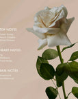 Rose Body Oil - Körperöl mit Ximeninsäure