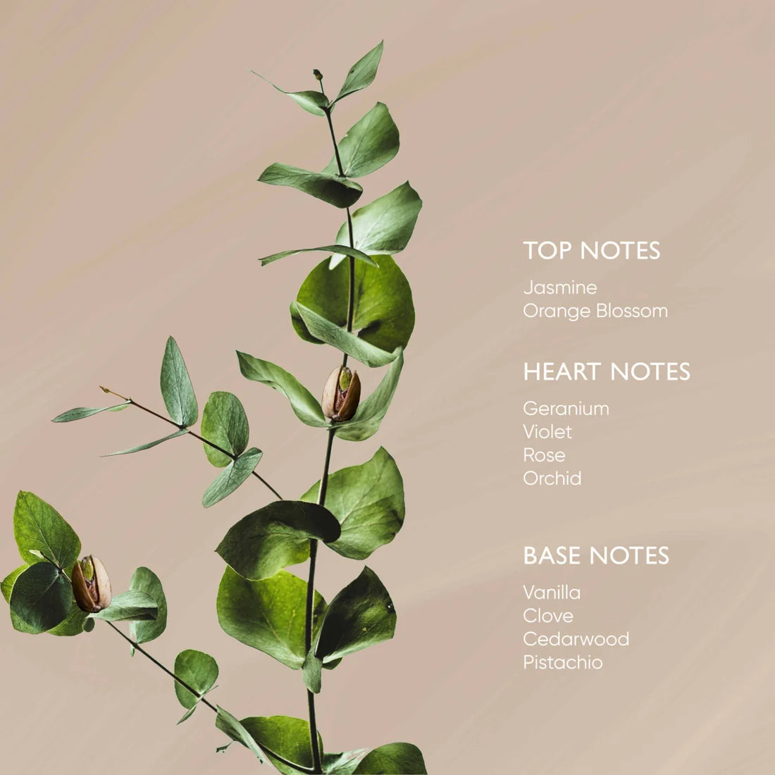 Pistachio Body Oil with Phytomelatonin